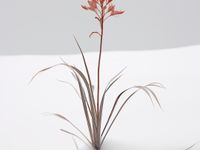 product-compare-59356761