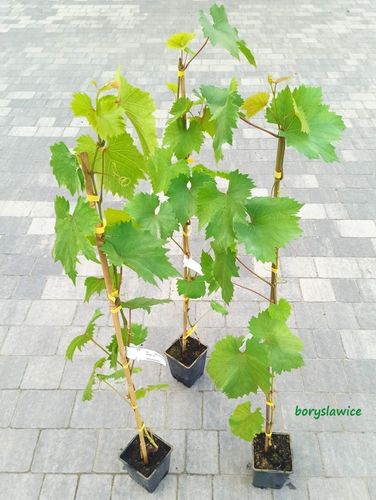 Winorośl 'Perła Zali' (Vitis) w doniczkach P11, wysokość 70-100 cm na Arena.pl
