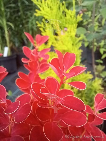 Berberys Orange Ice karłowy o ognistym wybarwieniu zdjęcie 4