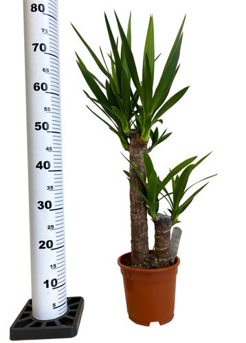JUKA JUKKA (JUCA YUCCA) 80cm na Arena.pl