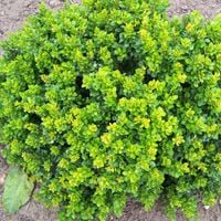 Berberys KOBOLD Kulista zielona miniatura P9