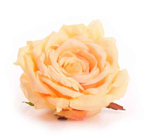 Róża główka żółta na Arena.pl