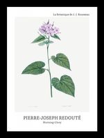 Plakat 13x18cm Design morning-Glory, Redoute Vintage do Salonu