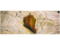 100X40CM JESIENNY LIŚĆ JENNY DOWNING OBRAZ DREWNO