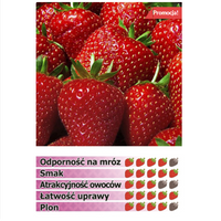 BARDZO WCZESNA TRUSKAWKA odmiana KENT, 10 szt. sadzonek ukorzenionych