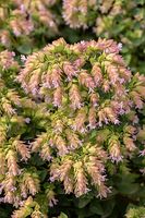 Oregano Dingle Fairy Origanum vulgare bylina zioło ozdobne