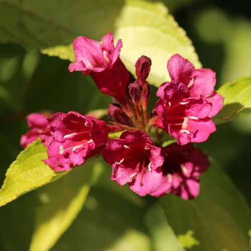 Krzewuszka cudowna BRIANT RUBIDOR Olympiade Na pniu PA80+ Aurea Żółta 110cm na Arena.pl