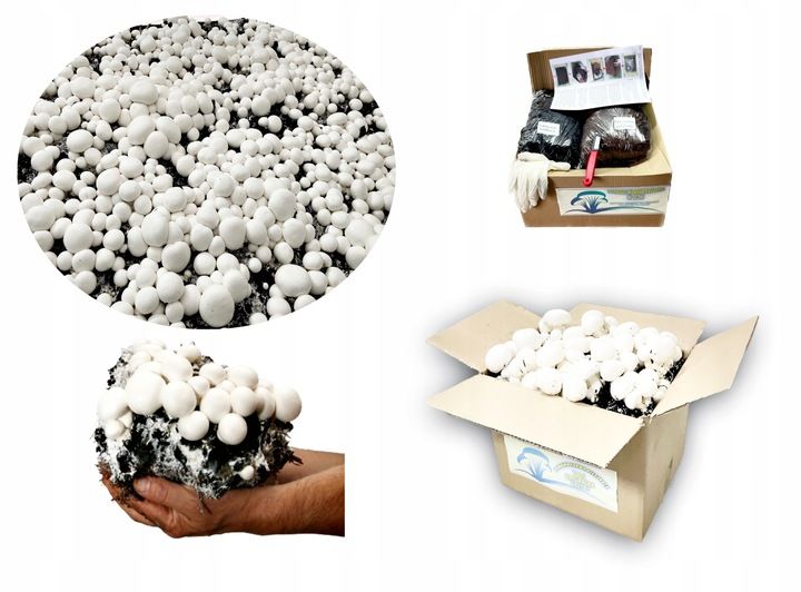 3 Faza Grzybnia Pieczarki Zestaw XL + gratis 6w1 zdjęcie 2