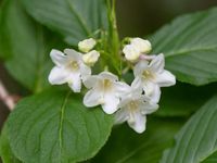 Krzewuszka cudowna CANDIDA Biała Niewymagająca Weigela Sadzonki P9