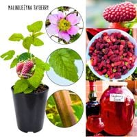 Malinojeżyna Tayberry aromatyczne owoce KRZEW 40-70 cm