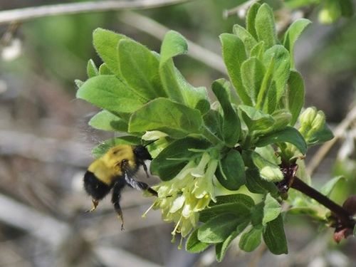 Jagoda kamczacka ATUT Soczysty owoc Zapylacz dla odmiany Wojtek Sadzonki 1L na Arena.pl