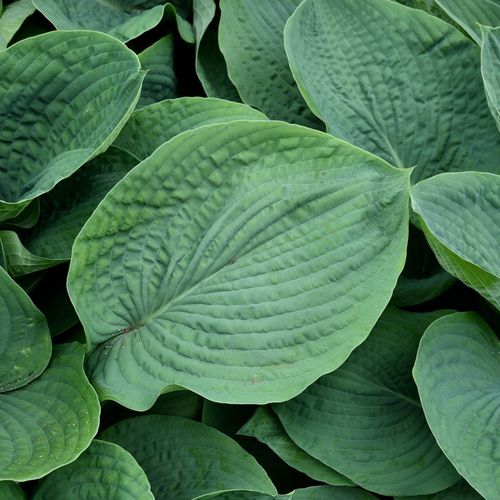 Funkia ELEGANS Hosta Niebieska Duża XL na Arena.pl