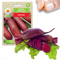 BURAK NASIONA BURAKA ĆWIKŁOWY BURAKI PODŁUŻNY OPOLSKI WARZYWO PLENNY 1