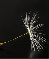 60CM 50CM OBRAZ ŚCIENNY DMUCHAWCE LATAWCE DRUK PŁÓTNO