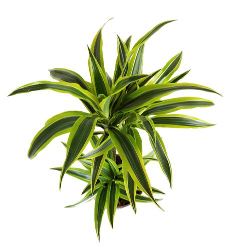 DRACENA LEMON LIME 65cm na Arena.pl