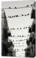 Obraz 60x100cm Miejski Motyw z Ptakami