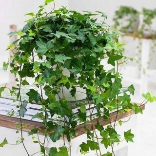 Hedera Wonder BLUSZCZ Piękne ZIELONE PNĄCZE roz. M - ŁATWA UPRAWA na Arena.pl