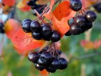 Aronia śliwolistna VIKING Odporna Sadzonki w doniczkach 1L