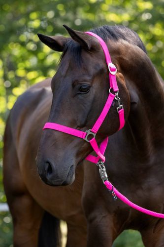 Kantar dla konia Hippo, różowy, Cob, Covalliero na Arena.pl