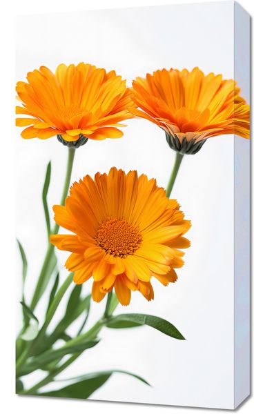 Obraz 40x70cm Słoneczne Kalendule zdjęcie 1
