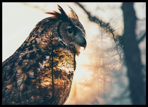 Plakat 70x50cm Sowi Duch na Arena.pl