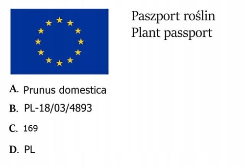 Śliwa RENKLODA ULENA POPULARNA Sadzonka z gołym korzeniem DUŻE JĘDRNE na Arena.pl