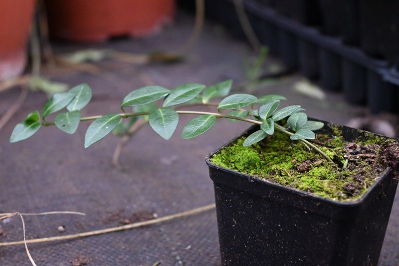 Barwinek pospolity - Vinca minor zdjęcie 4