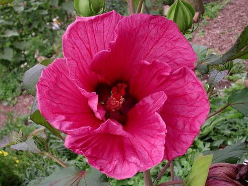 Ketmia bylinowa Plum Crazy C3 E na Arena.pl