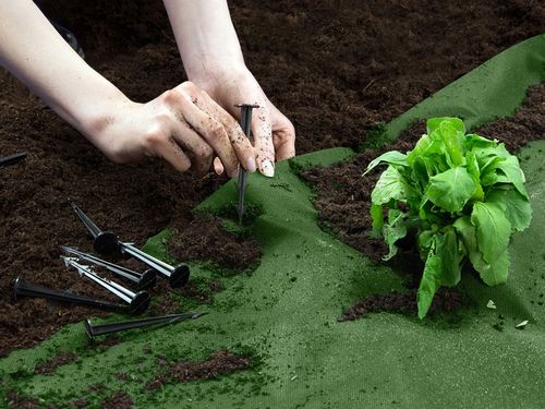 AGROWŁÓKNINA AGROTKANINA UV NA CHWASTY 1,6x100m + 100 SZPILEK na Arena.pl