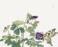 Plakat 50x40cm Motyl z Kwiatem Morimoto Toko Japoński Vintage do Salonu