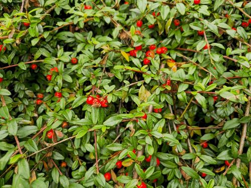 Irga płożąca Dammera 'Mooncreeper' (Cotoneaster dammeri) Doniczka 1.0L na Arena.pl