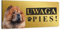 Tabliczka UWAGA ZŁY PIES CHOW CHOW złota dibond