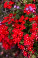 Werbena peruwiańska - Verbena peruviana