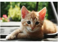 100 70CM OBRAZ PŁÓTNO RUDY KOT MATHIAS ERHART PŁÓTNO RAMA