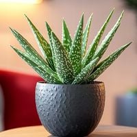 Aloe Vera Aloes Zwyczajny DŁUGIE LIŚCIE Roślina Lecznicza Aloesy W