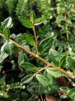 Irga okrywowa zimozielona sadzonka płożący