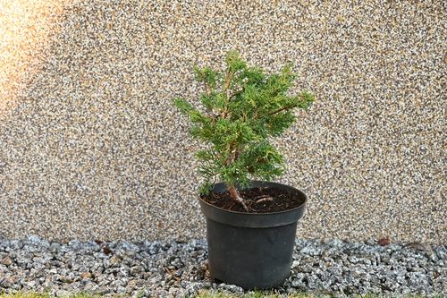 Jałowiec chiński Shimpaku - Juniperus chinensis 0056 na Arena.pl