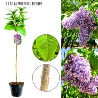 Lilak Michel Buchner elegancki pokrój NA PNIU 50-90 cm