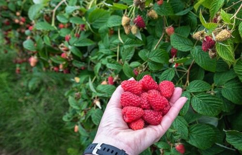 Linia kroplująca Z KOMPENSACJĄ nawadnianie kropelkowe 50m+56el. mocny wąż na Arena.pl