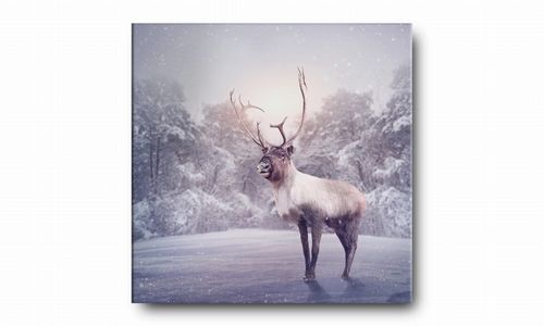 OBRAZ NA PŁÓTNIE 087 Renifer 70x70cm na Arena.pl