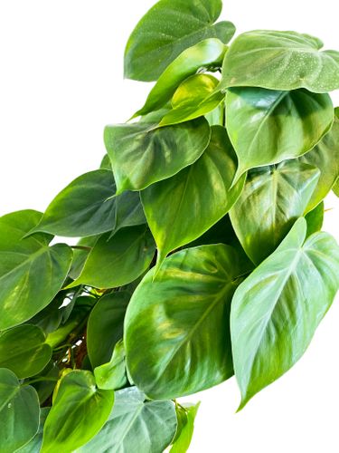 FILODENDRON SCANDENS 100 cm na Arena.pl