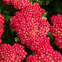 Krwawnik pospolity SKYSAIL FIRE Niewysoki Czerwony Sadzonki w doniczkach 1L