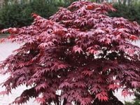 OGNISTY KLON PALMOWY BLOODGOD MOCNO PURPUROWY