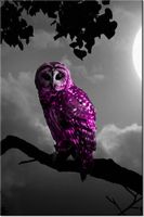 100 70CM OBRAZ PŁÓTNO FIOLETOWA SOWA PŁÓTNO RAMA