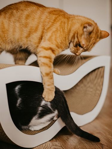 Pazur Biały na Arena.pl