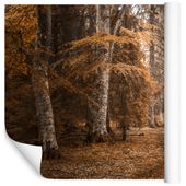 Fototapeta Las JESIEŃ Drzewa Natura do Salonu 400x280