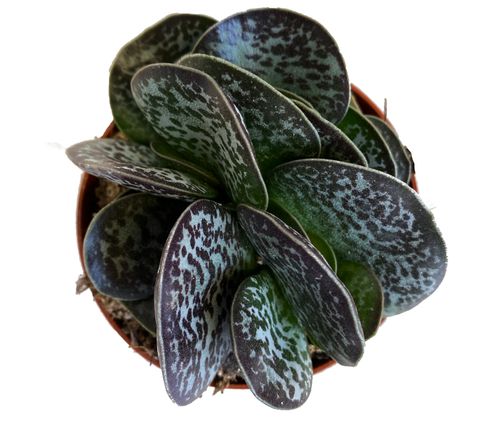 Adromischus Maculatus 12cm na Arena.pl