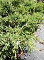 Jałowiec pośredni Mordigan Gold skalniak skarpy