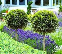 LAUROWIŚNIA na pniu - sadzonki 80 / 100 cm