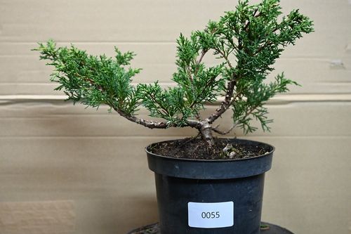 Jałowiec chiński Shimpaku - Juniperus chinensis 0055 na Arena.pl